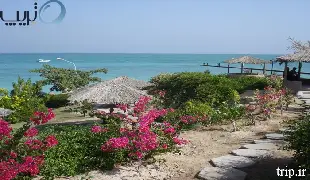 ساحل مرجانی کیش